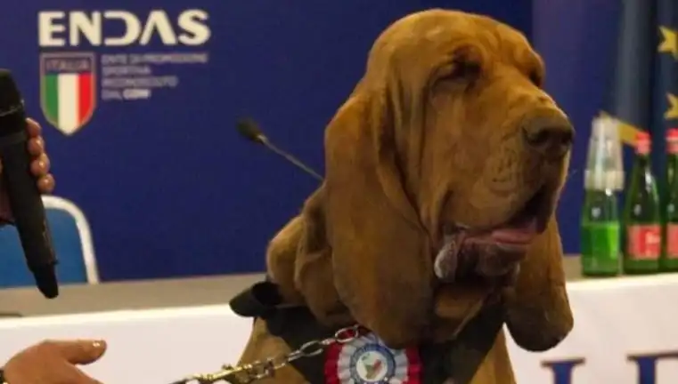 Arama Köpeğine Yapılan Suikast: Çivili Sosisle Katledildi!