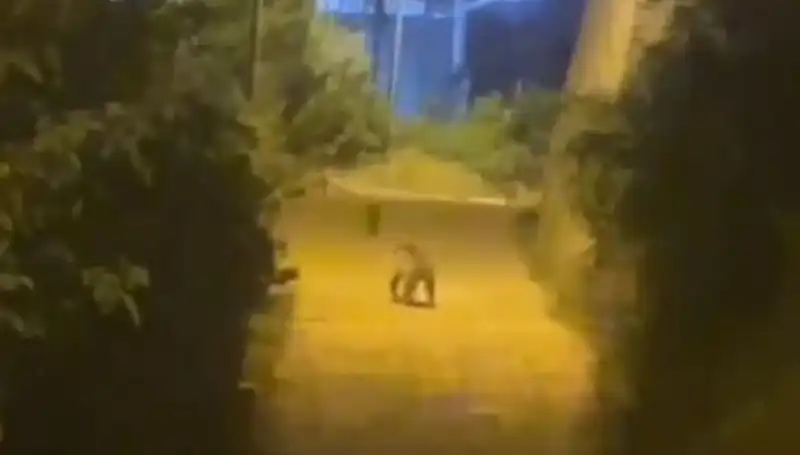 Gümüşhane'de Şehir Merkezine İnerek Şaşkınlık Yaratan Ayı Görüntüleri