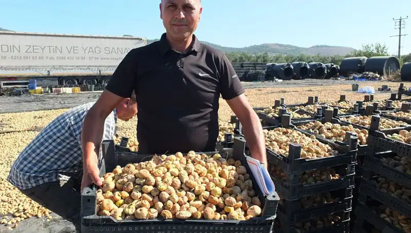 Balıkesir’in Bereketli Topraklarında Hasat Coşkusu: Çin ve Rusya’ya İhraç Başladı!