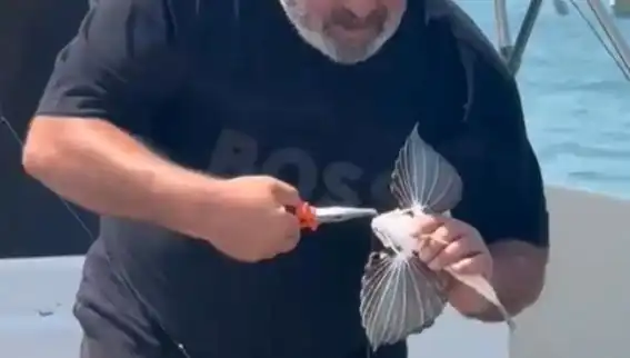 Saros Koyu'nda Nadir Tür Kırlangıç Balığı Oltaya Takıldı!