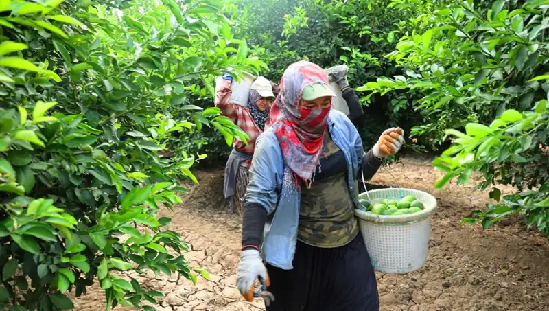 Market Fiyatları Korkutuyor: Kilo Fiyatı 150 Lirayı Aştı!