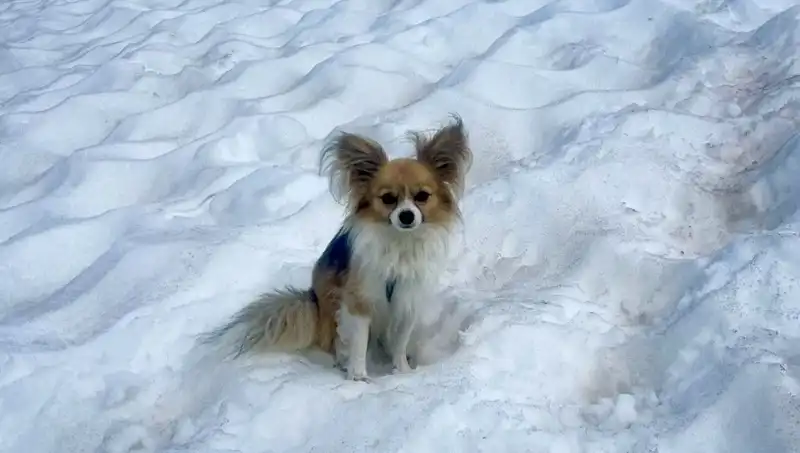 Buzul Yarığından Kurtulan Adamın Hayatını Köpeği Kurtardı