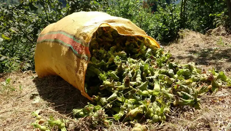 Giresun'da Fındık Hasadı Başladı: Çiftçiler Umut Dolu