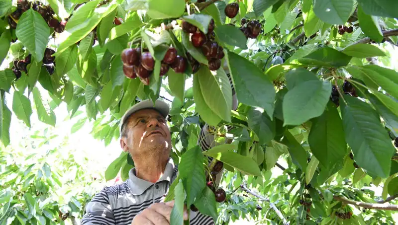 Lapseki'nin Dev Şampiyonu: Dünyanın En Büyük Çay Bardağı