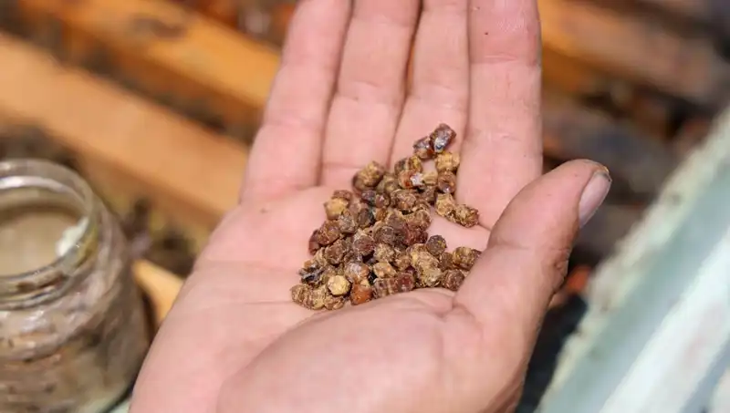 Eskiden Çöpe Atılan Besin Şimdi Protein Kaynağı Olarak Kilo Satılıyor!