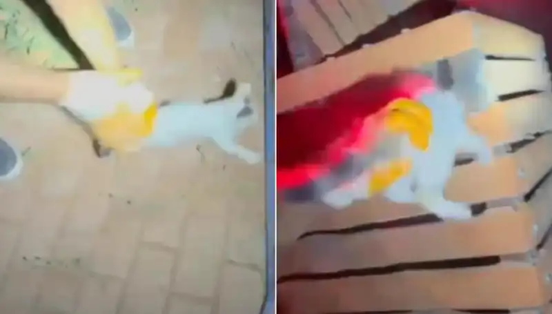 İtfaiye, Gece Yarım Saatte Kayıp Kediyi Kazara Kurtardı