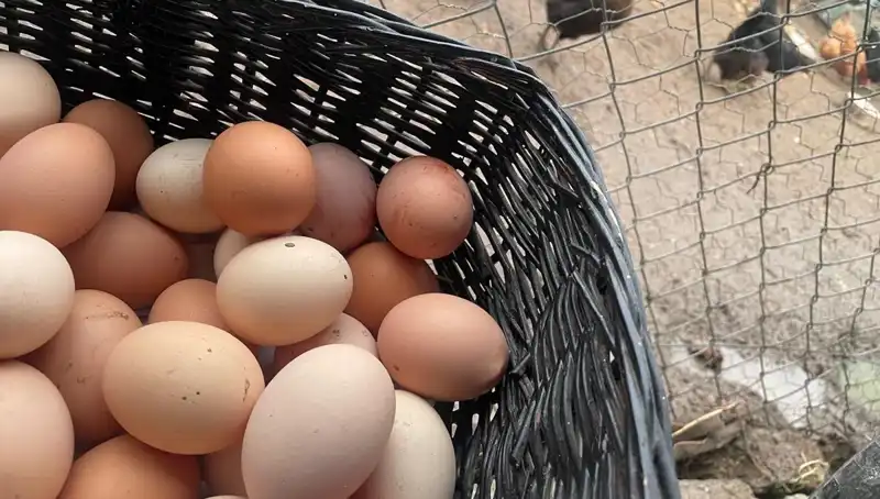 Dünyanın En Ucuz Proteini: Okul Zamanı için Ekonomik Çözümler