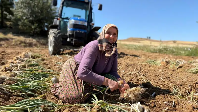 Tarlada Bin 200 Lira: Selenyum Zengini Ürün Dünya Pazarında Ne Sunuyor?